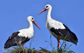 WhatsApp Image 2026-03-22 at 16.01.07